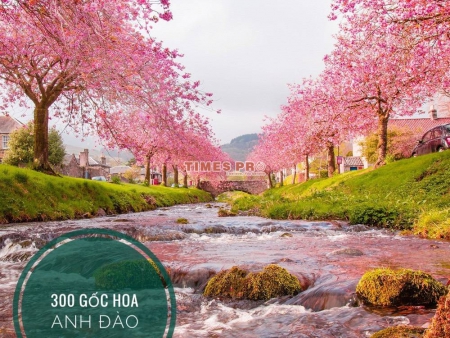 CẬP NHẬT BẢN TIN ĐỒI BÁCH THẢO LEGACY HILL 29/3/2020