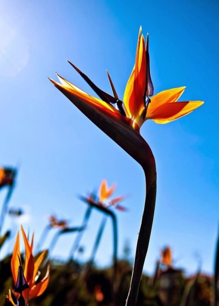 Ý NGHĨA BIỂU TƯỢNG CỦA LE GRAND JARDIN – HOA THIÊN ĐIỂU