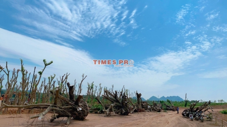 BỘ SƯU TẬP CÂY 