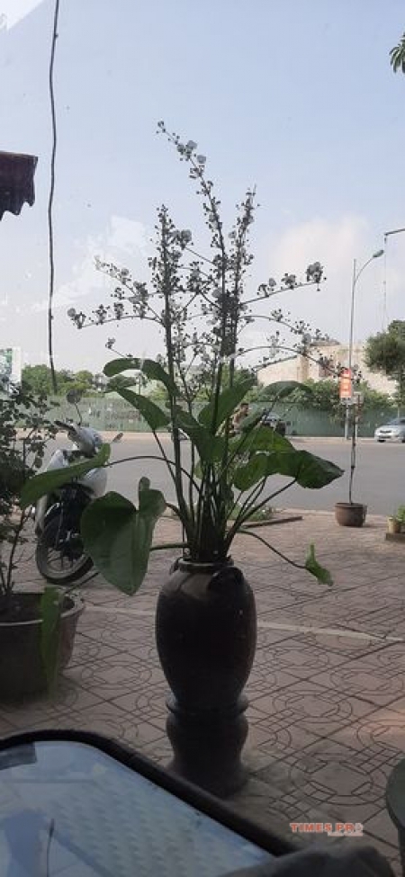 Chính chủ cần bán lô đất Việt Hưng - Long Biên - Hà Nội.